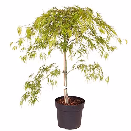 YouGarden Japanese Acer palmatum Dissectum Deciduous Ornamental Tree, Green, Orange and Red, 3L Pot – 3