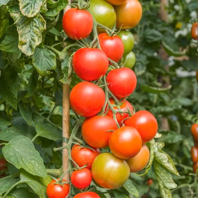 Marshalls Cordon Maisey F1 High-Yield Tomato Seeds, Red Variety, 8 Seeds
