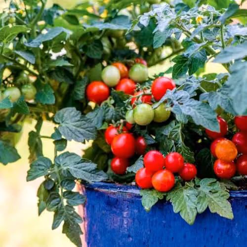 Thompson & Morgan Mr. Men Little Miss Tomato Veranda Red F1 Vegetable Seeds, 1 Packet (6 Seeds) – 3
