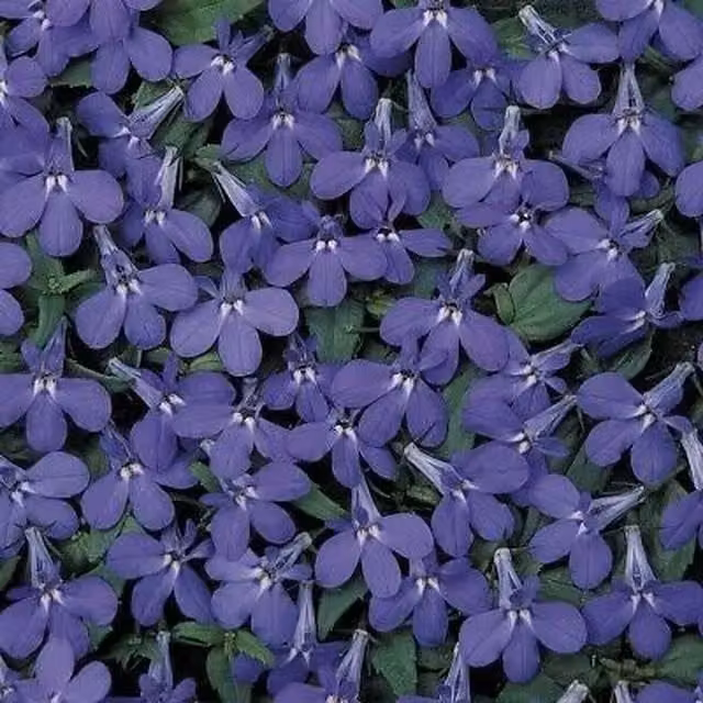 Plants By Post Blue Lobelia Trailing Bedding Plants, Pack of 3, 9cm Pots