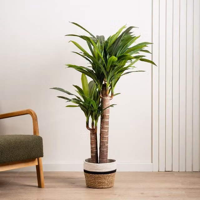 Scottish Everlastings Ltd 120cm Triple Stem Green Yucca Tree – 1