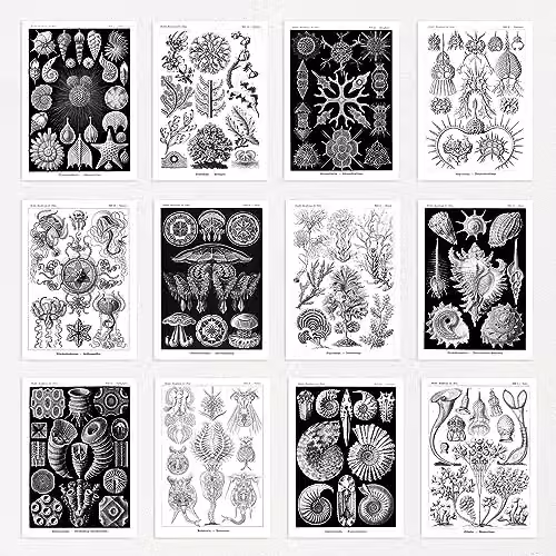 Artery8 Botanical Aesthetic Haeckel Nature Collage Kit, 50 Black and White Wall Art Prints, W: 14.8 cm, H: 10.5 cm – 5