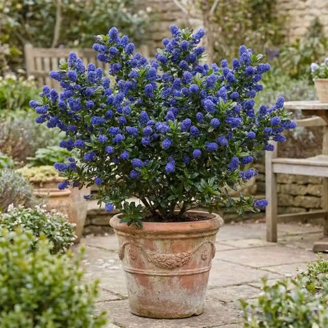 Plants by Post Ceanothus Concha Blue Ornamental Shrub, 7.5L
