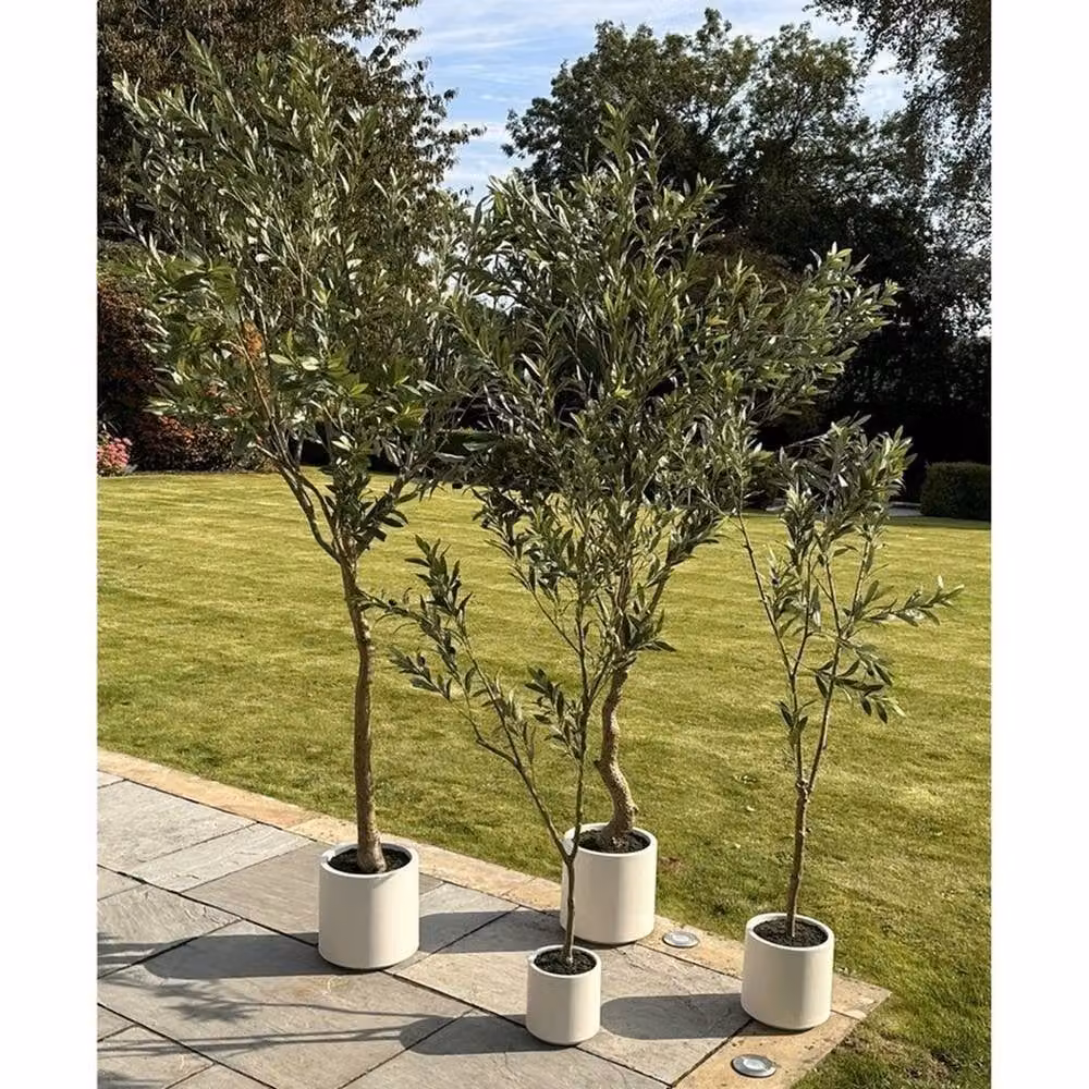 Lemon Pavilion Apulia Potted Olive Tree in Brown and White, Height: 240 cm – 5