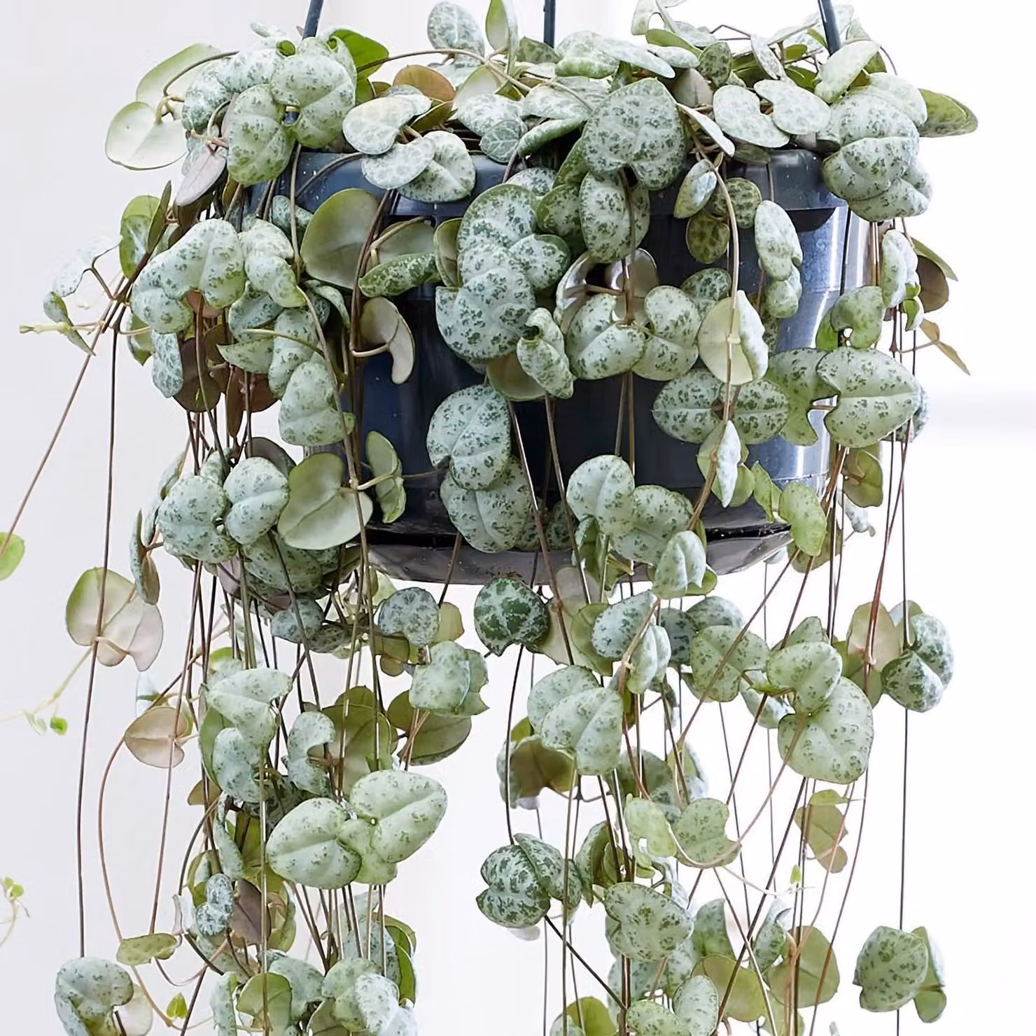 Plant Theory Ceropegia Linearis Woodii String of Hearts Indoor Plant with 14cm Hanging Pot – 2