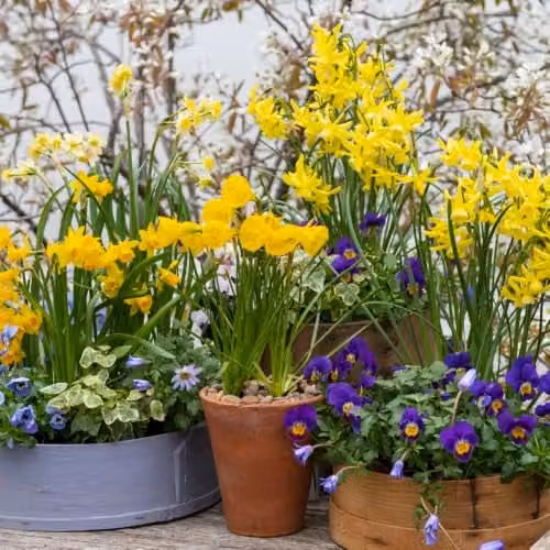 YouGarden Yellow Narcissus Miniature Bulbs, Pack of 35 Bulbs for Autumn Planting – 3