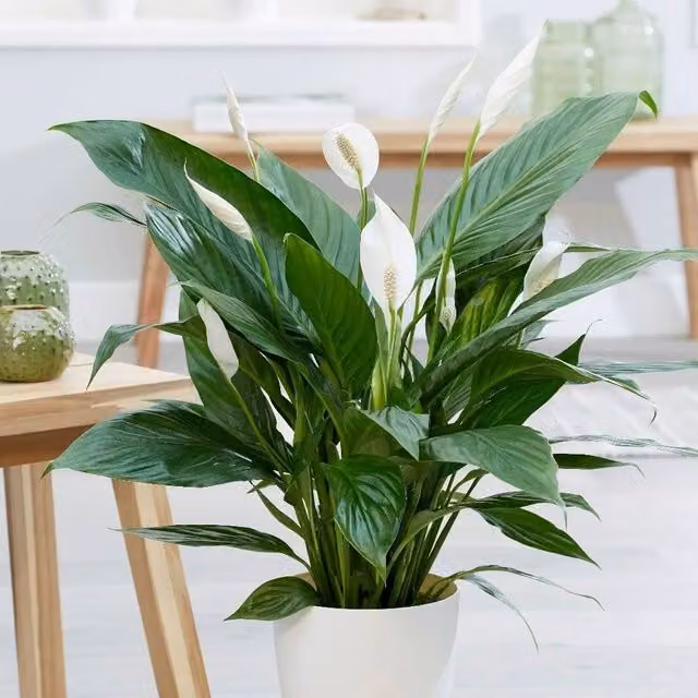 Primrose Spathiphyllum Bingo Cupido Peace Lily Green Indoor House Plant, Height: 65 cm, Pot Size: 17 cm