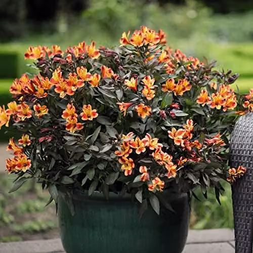 Thompson & Morgan Indian Summer Alstroemeria Peruvian Lily Plants, Orange and Yellow Blooms, 6x Jumbo Plug Plants – 5