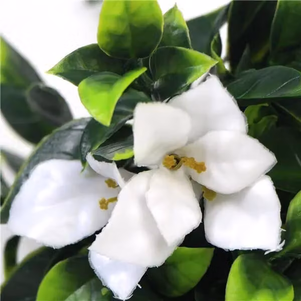 Leaf UK White UV Resistant Artificial Flower Bush, Height: 30 cm – 3
