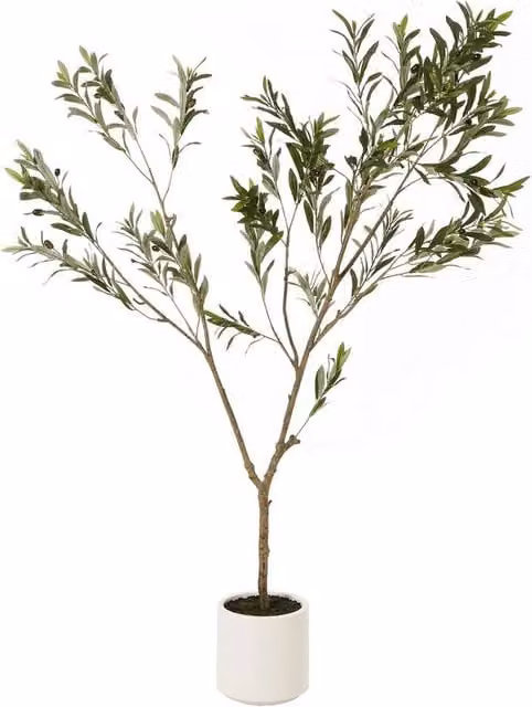 Lemon Pavilion Apulia Olive Tree in Green Pot, Height: 180 cm – 1