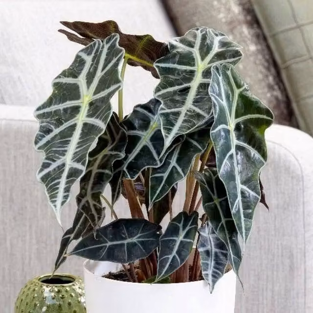 Primrose Alocasia x Amazonica Polly Elephant Ears Plant in a 16cm Pot, 50cm Tall, Green and White