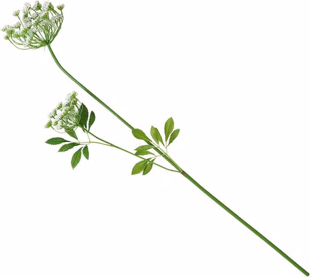 Bloom Artificial Single Cow Parsley Flower Stem, White and Green, Length: 65 cm