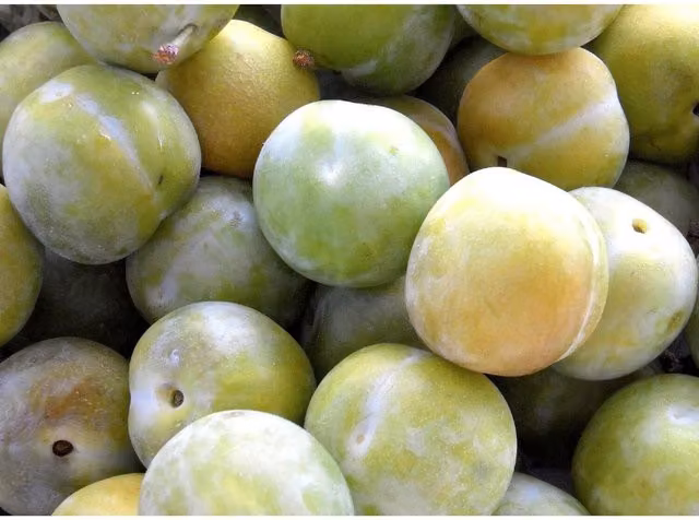 Directplants Cambridge Gage Plum Fruit Tree, Green, 12L Pot