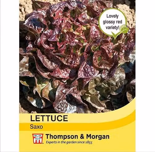 Thompson and Morgan Lettuce Saxo Lactuca Sativa Seed Packet, Approx. 250 Seeds – 2
