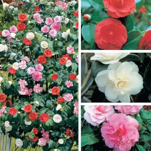 Thompson and Morgan Tricolour Camellia Potted Plants, Hardy Evergreen Garden Shrub with Pink, White and Red Spring and Summer Blooms, Pack of 3 x 15cm Pots – 1