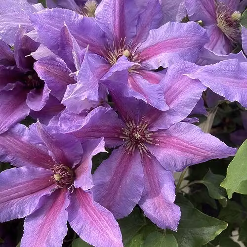 Thompson and Morgan Clematis Tumaini Purple Flowering Hardy Perennial Climber, 2 x 3 Litre Potted Plants – 3