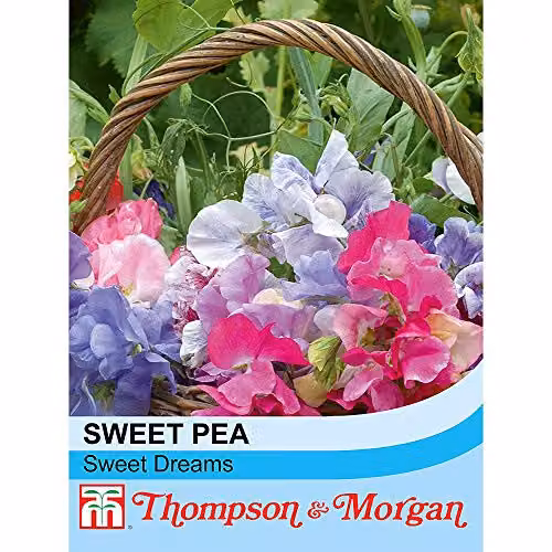 Thompson & Morgan Sweet Dreams Sweet Pea Multicolour Flower Seeds – 3