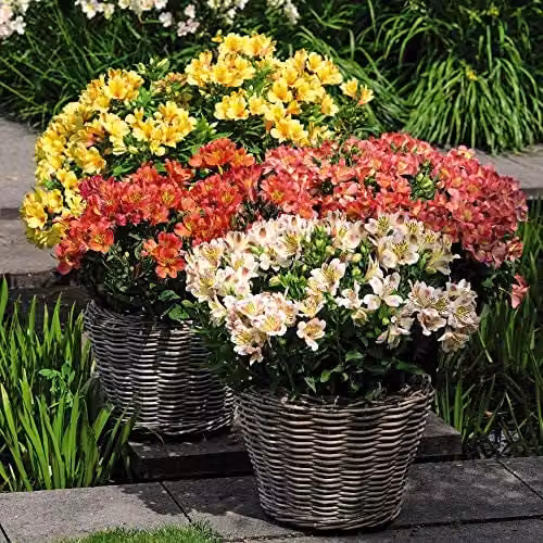 Thompson and Morgan Alstroemeria Valley Collection Peruvian Hardy Perennial, 3 Jumbo Plugs in Orange, Yellow and Multicolour