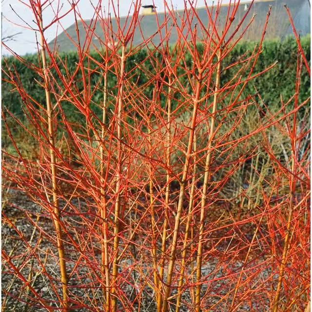 Marshalls Cornus sanguinea Midwinter Fire Red Ornamental Shrub