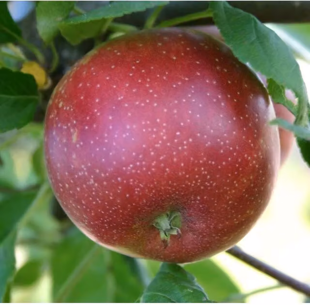Direct Plants Malus Summerred Dwarf Apple Fruit Tree with Pot, Red