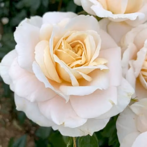 Thompson & Morgan Rose Champagne Moment Bare Root Ornamental Shrub with Apricot and Multicolour Blooms