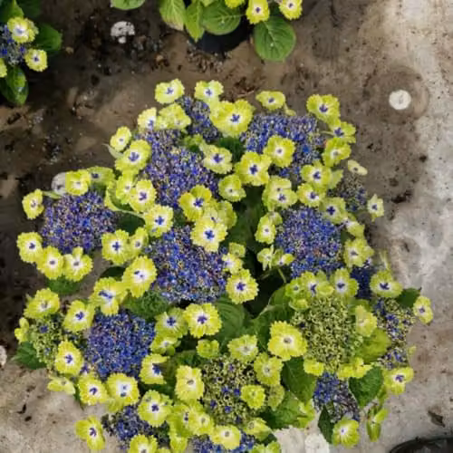 Thompson & Morgan Hydrangea Teller Green Dream Blue Ornamental Shrub in 14cm Pot – 5