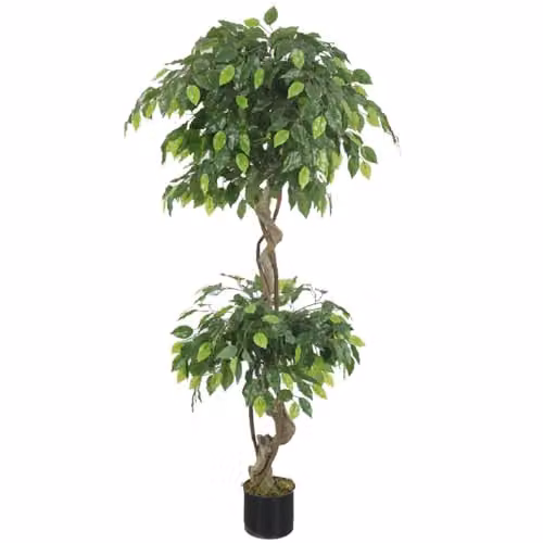 Leaf Design UK Realistic Extra Large Green Twisted Ficus Tree, Height: 150 cm, Width: 40 cm, Depth: 40 cm