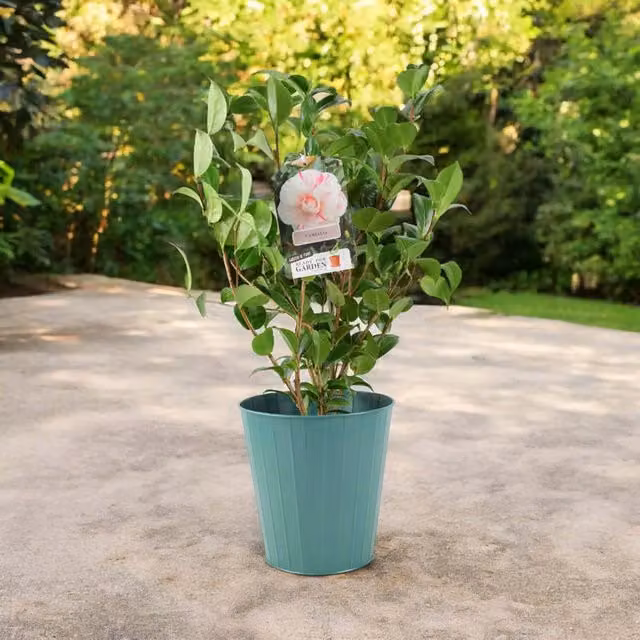 Plants by Post Camellia Japonica White Bicolour Evergreen Ornamental Shrub in 3L Metal Pail, White with Pink Edges