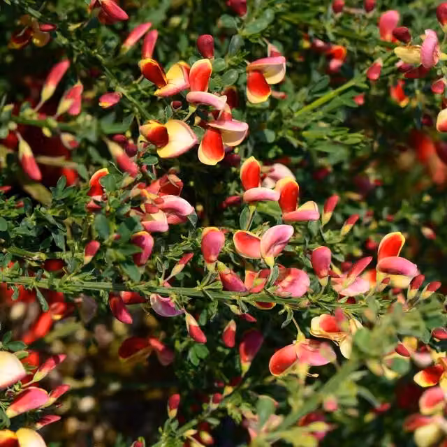 Set of 3 Direct Plants Cytisus Goldfinch Ornamental Garden Shrubs, Green and Gold