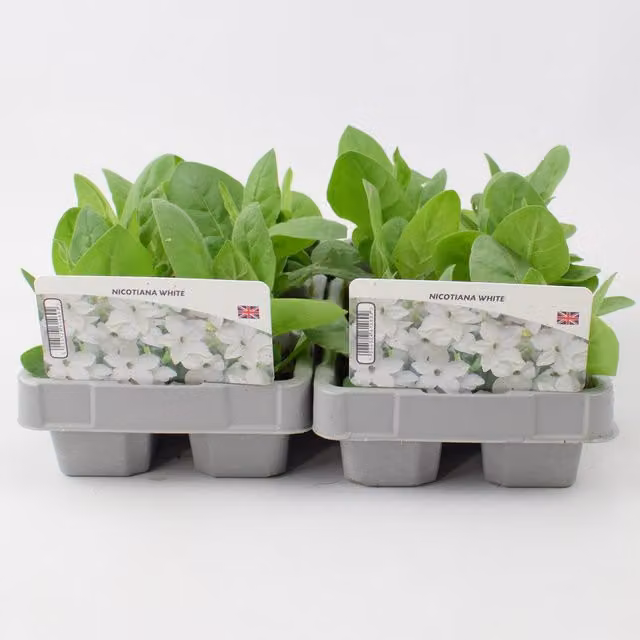 Plants By Post Nicotiana White Bedding Plants, Pack of 12