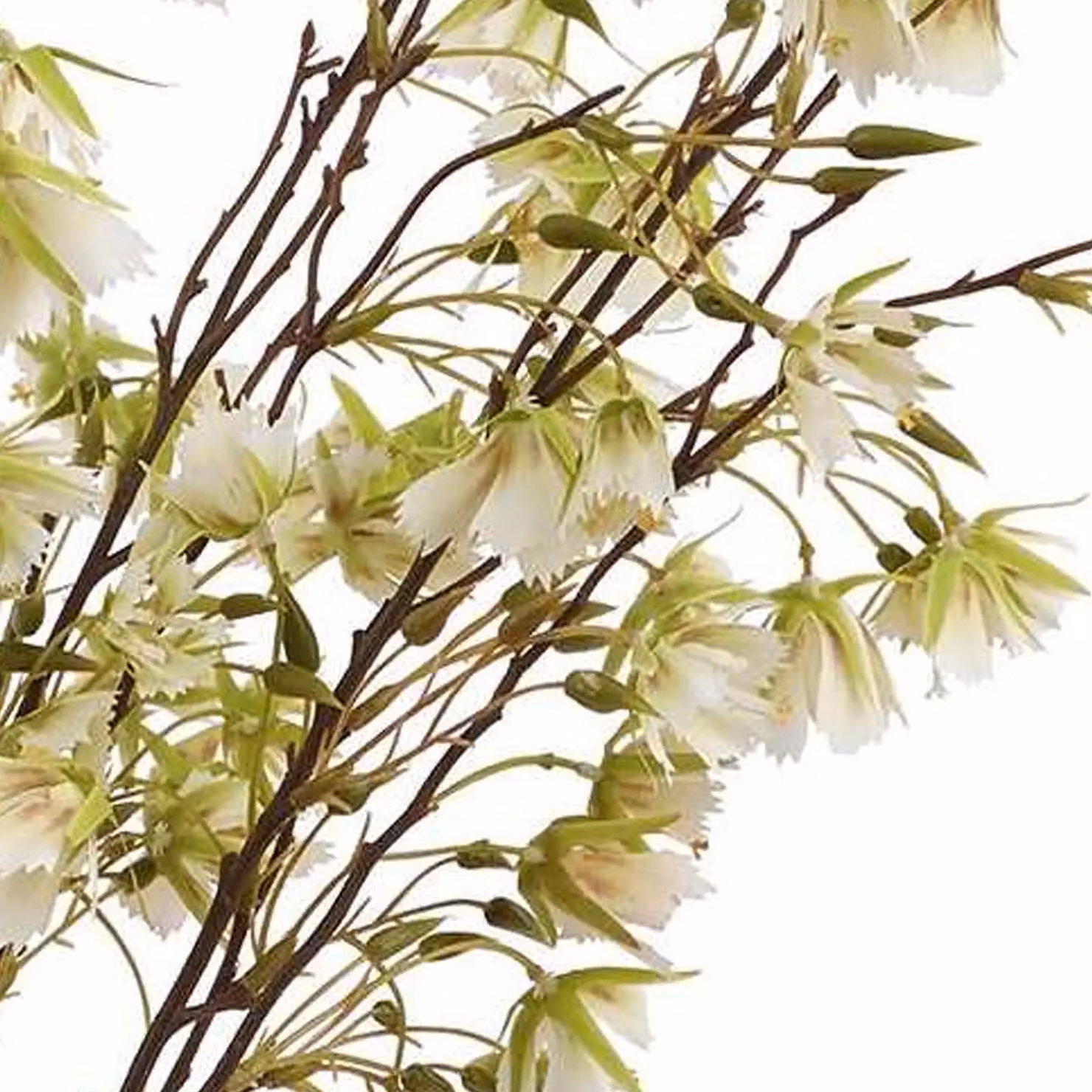 Hill Interiors Elaeocarpus Artificial Green and White Plant – 2