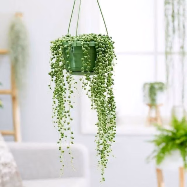 Primrose String of Beads Curio Rowellyanus House Plant in a Green 12cm Pot, Height: 10cm