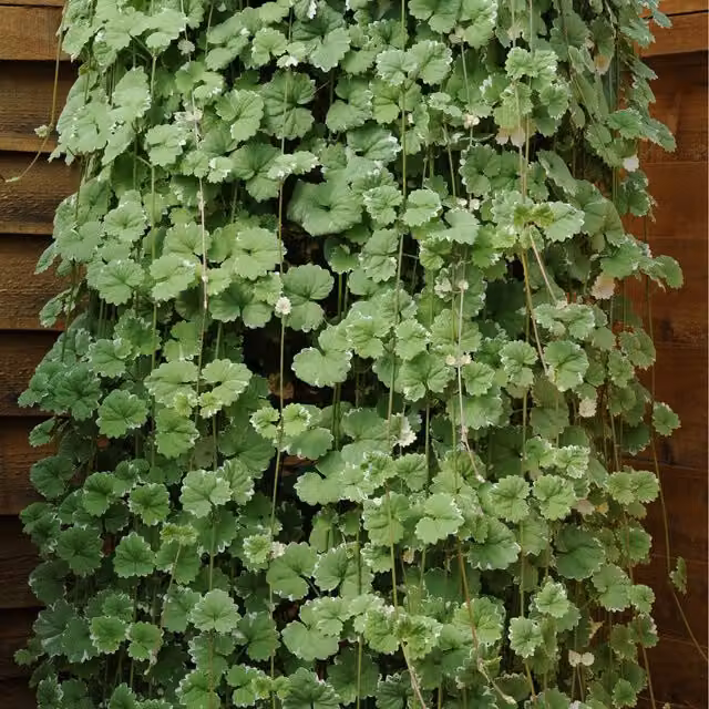 Plants By Post Pack of 3 Nepeta Variegated Perennial Ground Cover Plants in 9cm Pots, Light Green and White