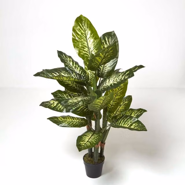 Homescapes Green Dieffenbachia Dumb Cane Potted Plant, Height: 150 cm