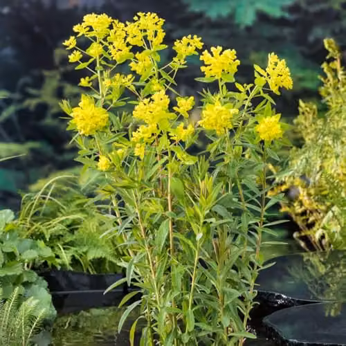 Thompson & Morgan Euphorbia palustris Marsh Spurge Perennial with Chartreuse Flowers, Pack of 3 – 3