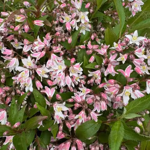 Thompson and Morgan Deutzia Pink Carpet Ornamental Shrub, 3 Litre Pot