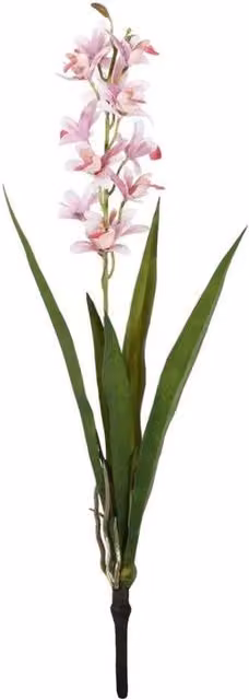 KDMD Botanica Mini Pink Cymbidium Potted Orchid, Height: 45 cm