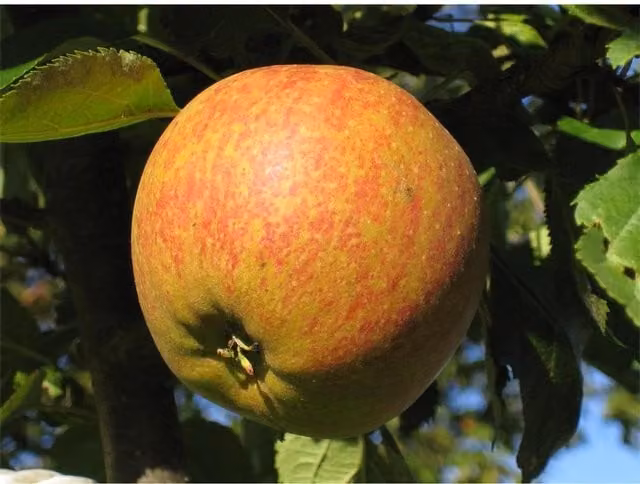 Direct Plants Cox's Orange Pippin Apple Tree, 4ft Bare Rooted on M9 Dwarf Rootstock, Green