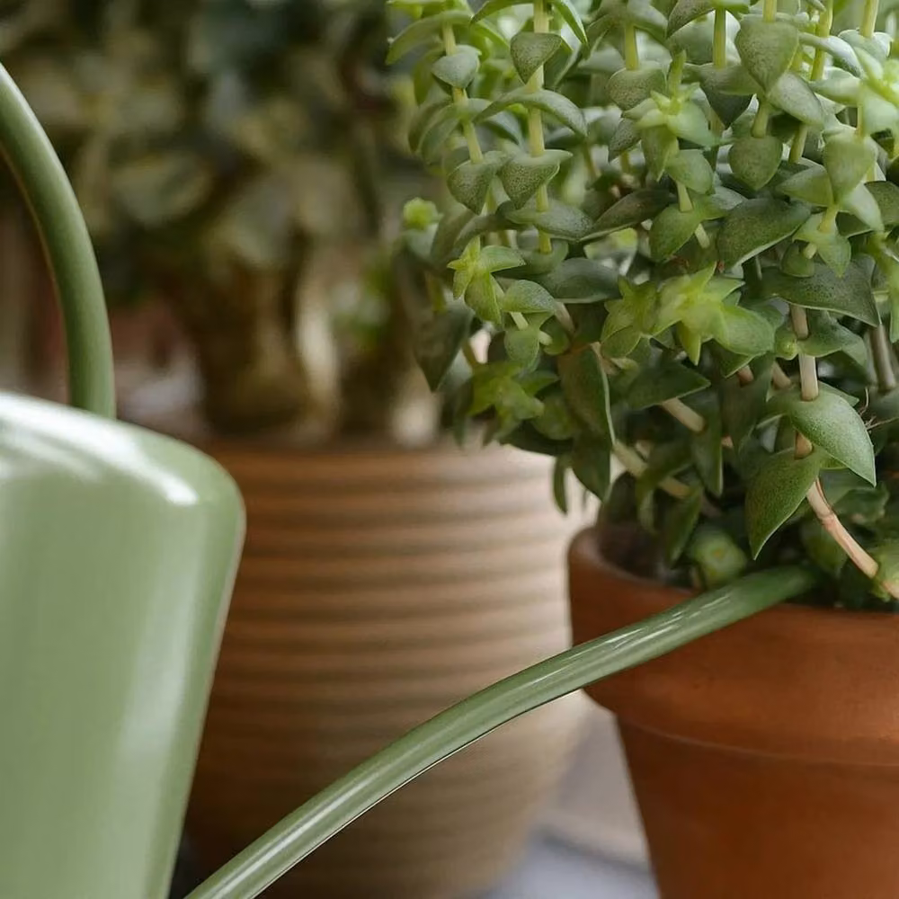 Kelvenix Modern Green Galvanised Steel Indoor Watering Can with Short Spout – 2