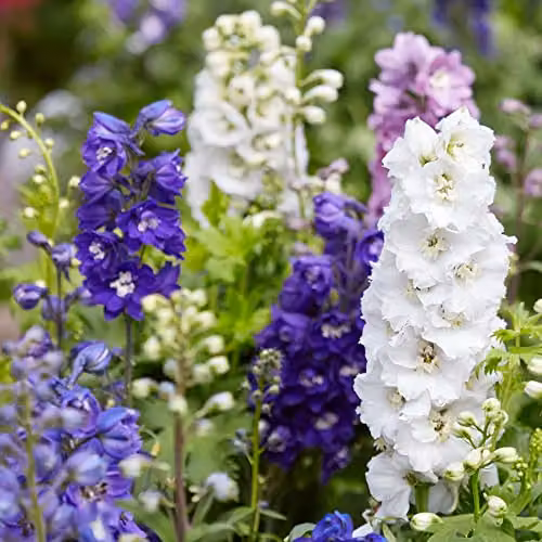 Thompson & Morgan Delphinium Magic Fountains Mixed Hardy Perennial Compact Dwarf Variety, 24 Garden Ready Plants in White, Lilac and Blue – 3