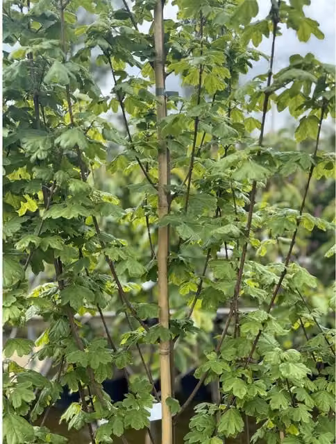 Direct Plants Acer Campestre Elegant Field Maple Deciduous Ornamental Tree, Green, 3-4ft in a 3 Litre Pot