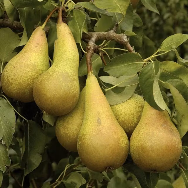Direct Plants Dwarf Conference Self Fertile Sweet Pear Fruit Tree, Green, Height: 90-120 cm, 3L Pot