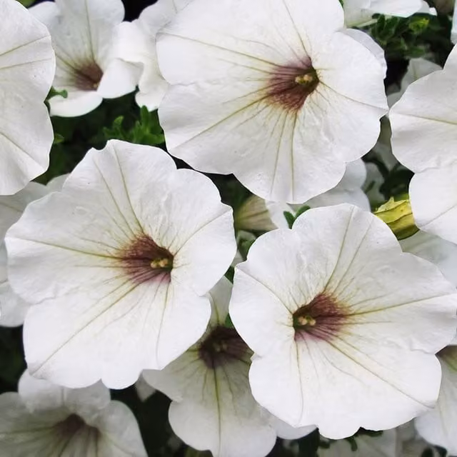 Plant Theory Set of 3 White Surfinia Kesupite Petunia Bedding Plants in 9cm Pots