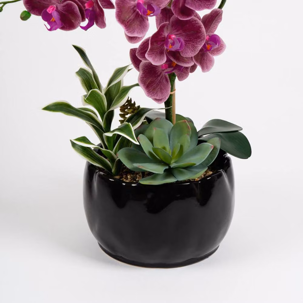 Scottish Everlastings Ltd Pink Orchid and Foliage in a Black Ceramic Pot, Height: 60 cm – 2