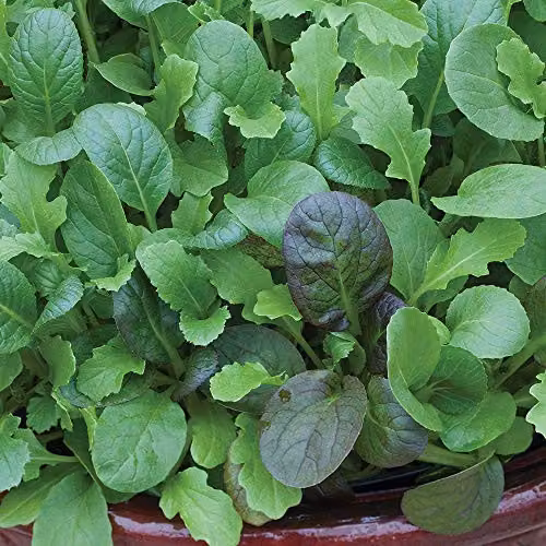 Thompson and Morgan Winter Greens The Good Life Mixed Salad Leaves Hardy Annual Vegetable Seeds, 125 Seeds – 1
