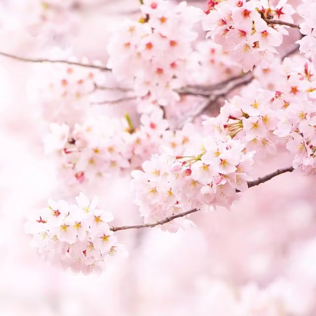 Delicate Pink Floral Wall Mural, W: 192 cm