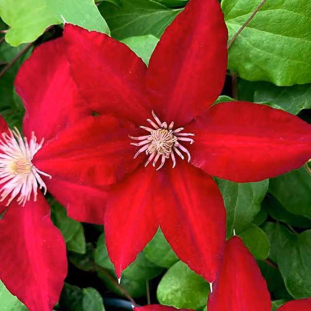 Plant Theory Clematis Rebecca Red Flowering Climbing Plant, Green