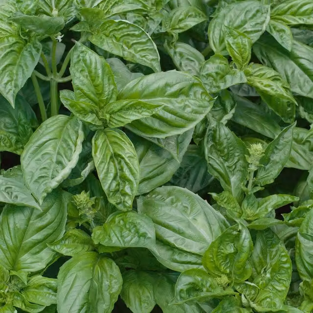 Unwins Green Italian Basil Seeds