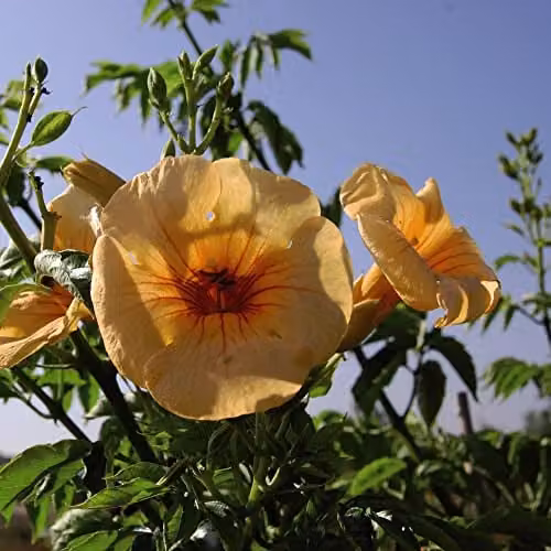 Thompson & Morgan Campsis Summer Jazz Gold Climbing Shrub in 2 Litre Pot