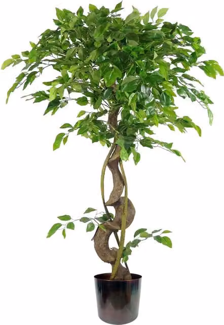 Twisted Trunk Artificial Japanese Fruticosa Style Ficus Tree with Metal Pot in Green